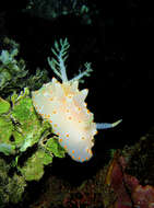 Image of Orange spotted peppered white slug
