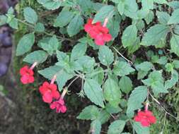 Image of Achimenes erecta (Lam.) H. P. Fuchs