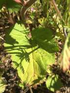 Image of wild canterbury bells