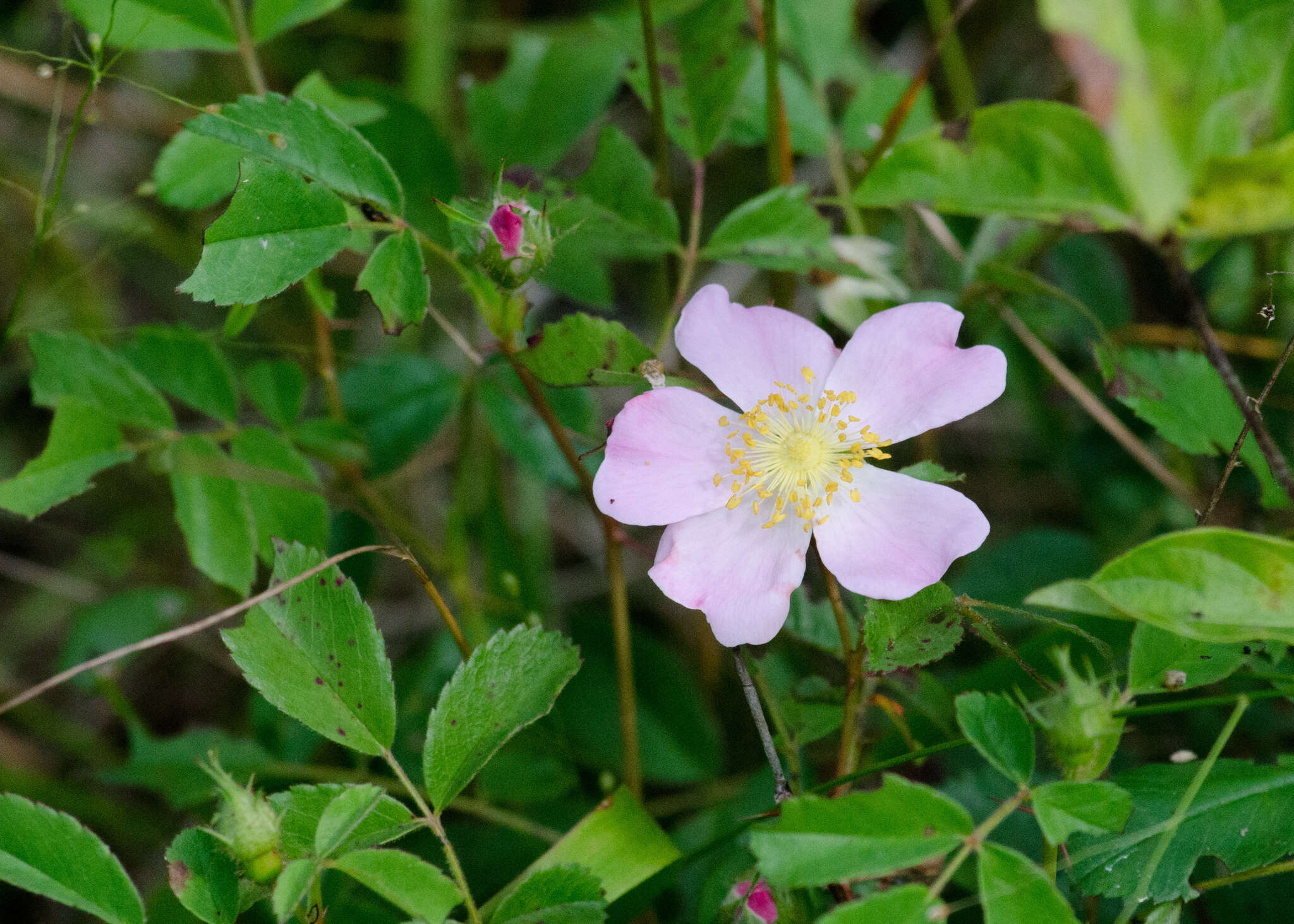 Imagem de Rosa carolina subsp. carolina