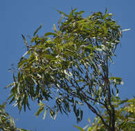 Image of Eucalyptus granitica L. A. S. Johnson & K. D. Hill