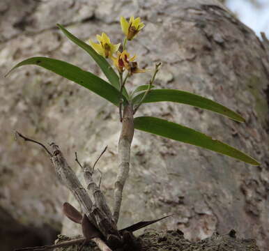 Image of Dendrobium fellowsii F. Muell.