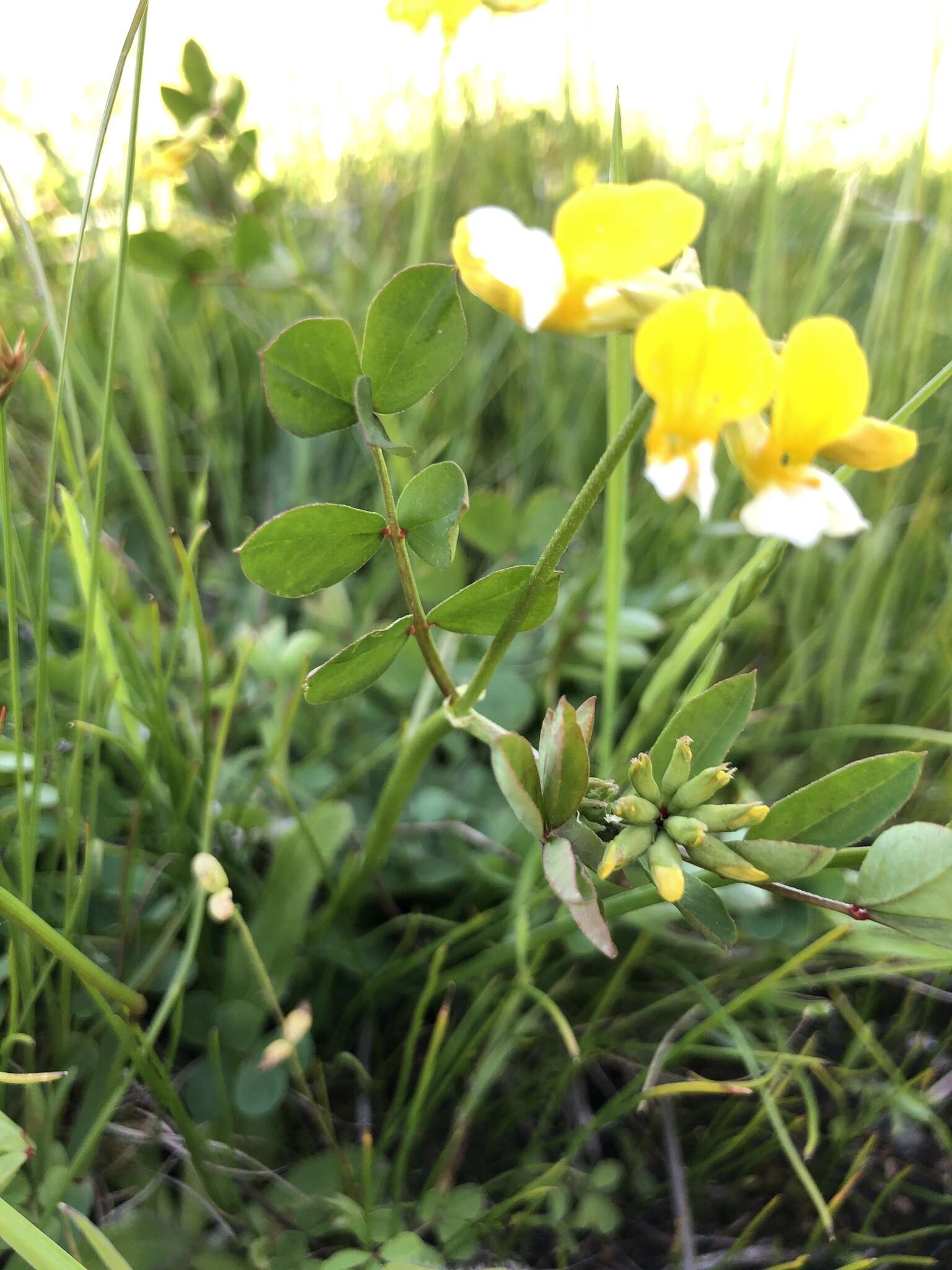 Image de Hosackia pinnata (Hook.) Abrams