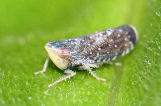 Image of Yellowfaced Leafhopper