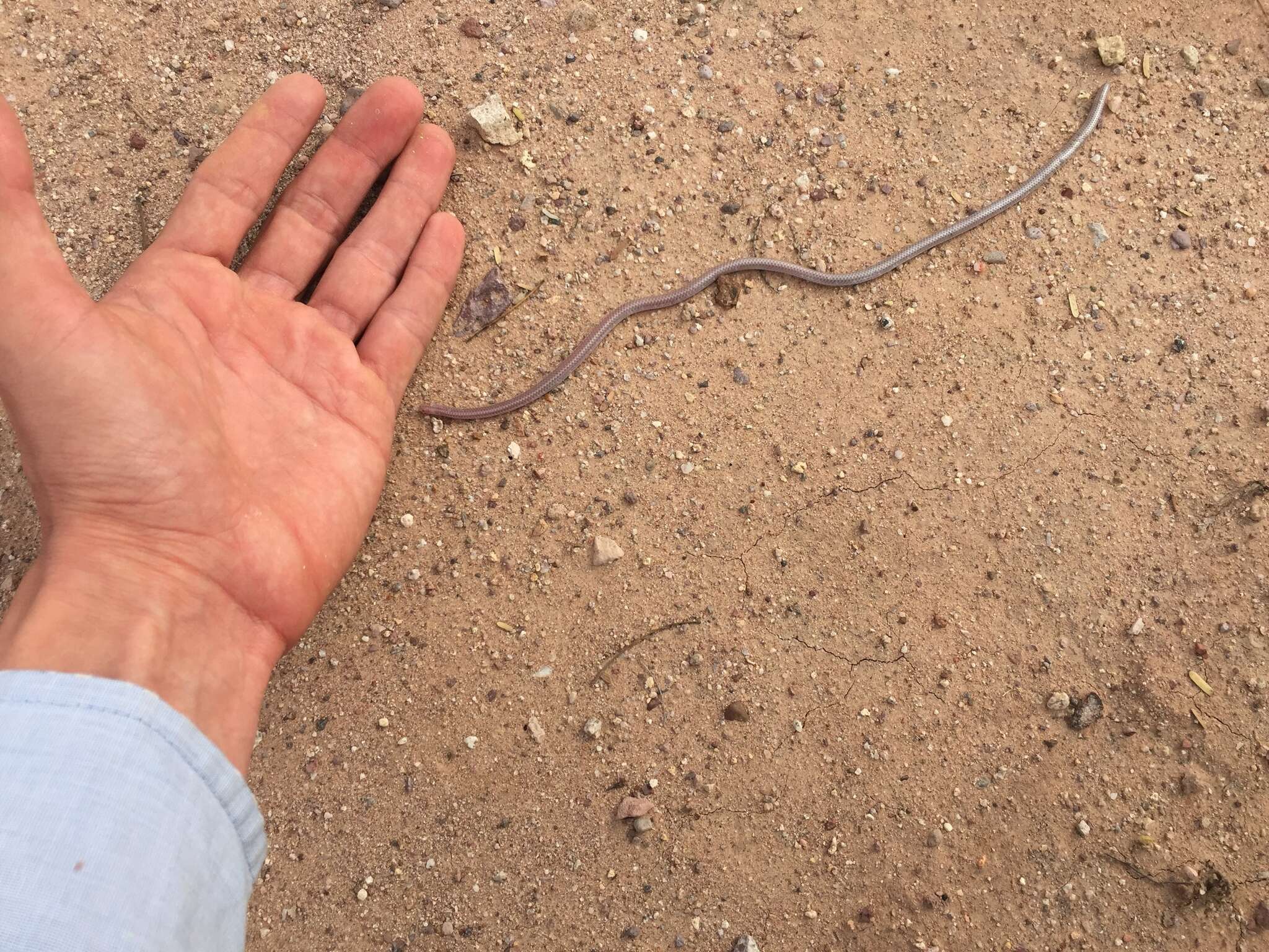 Image of Western Blind Snake