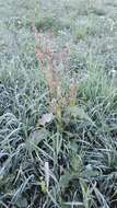 Rumex acutus L.的圖片