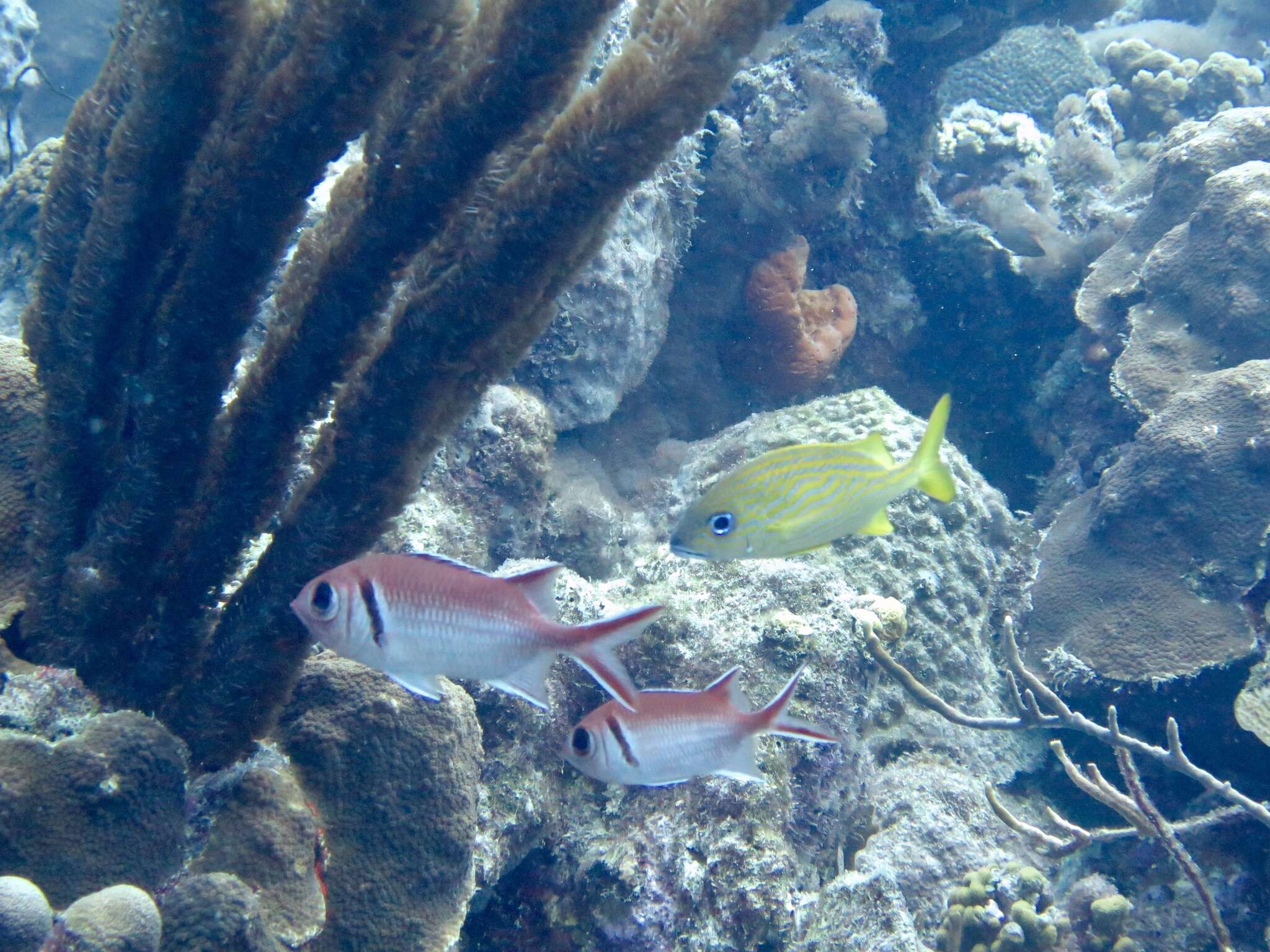 Image of Big-eyed Squirrelfish