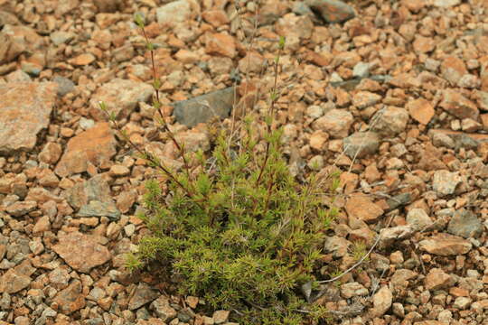 Image of Pseudocherleria laricina (L.) Dillenb. & Kadereit