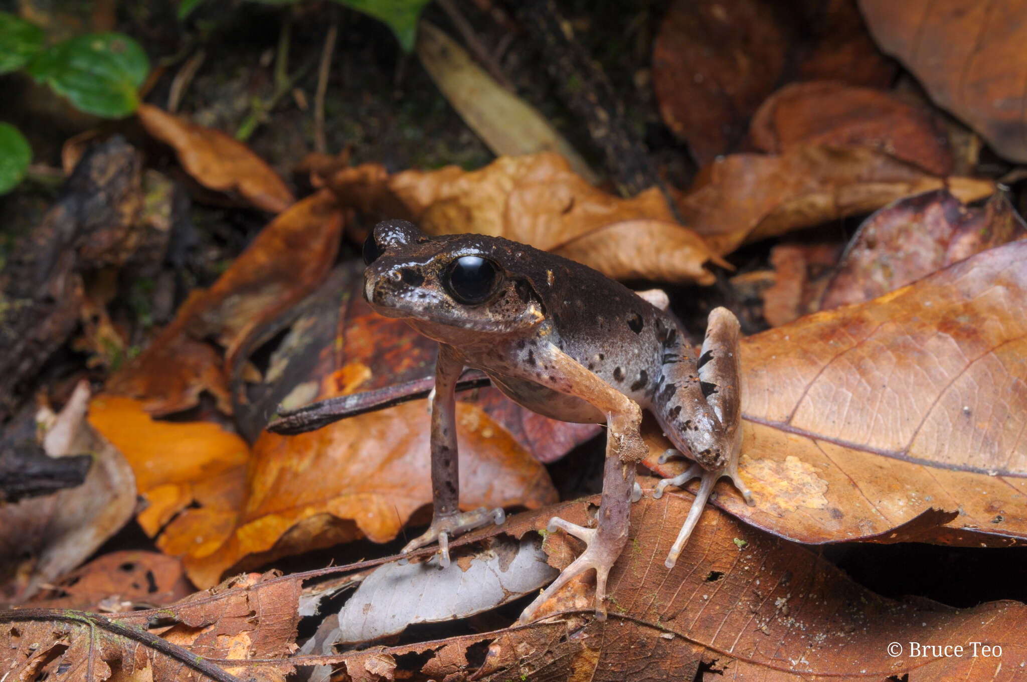 Image of Gracile Litter Frog