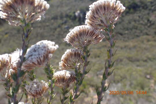 Image of Pretty Blombush