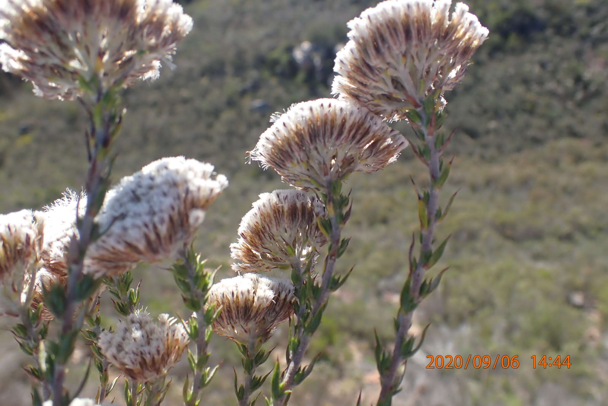 Image of Pretty Blombush