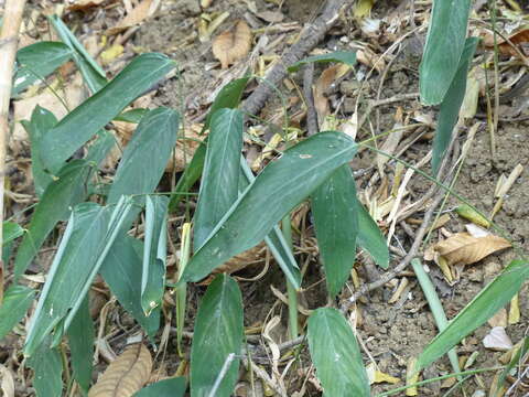 Image of Stachyphrynium spicatum (Roxb.) K. Schum.