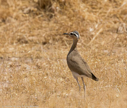 Image of Somali Courser