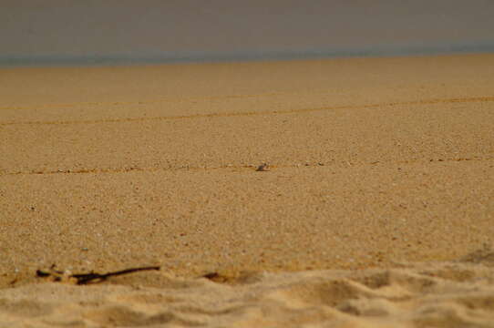 Image of Gulf ghost crab