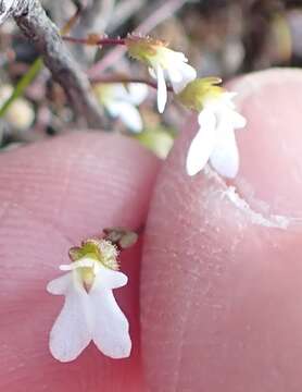 Image de Stylidium perpusillum Hook. fil.