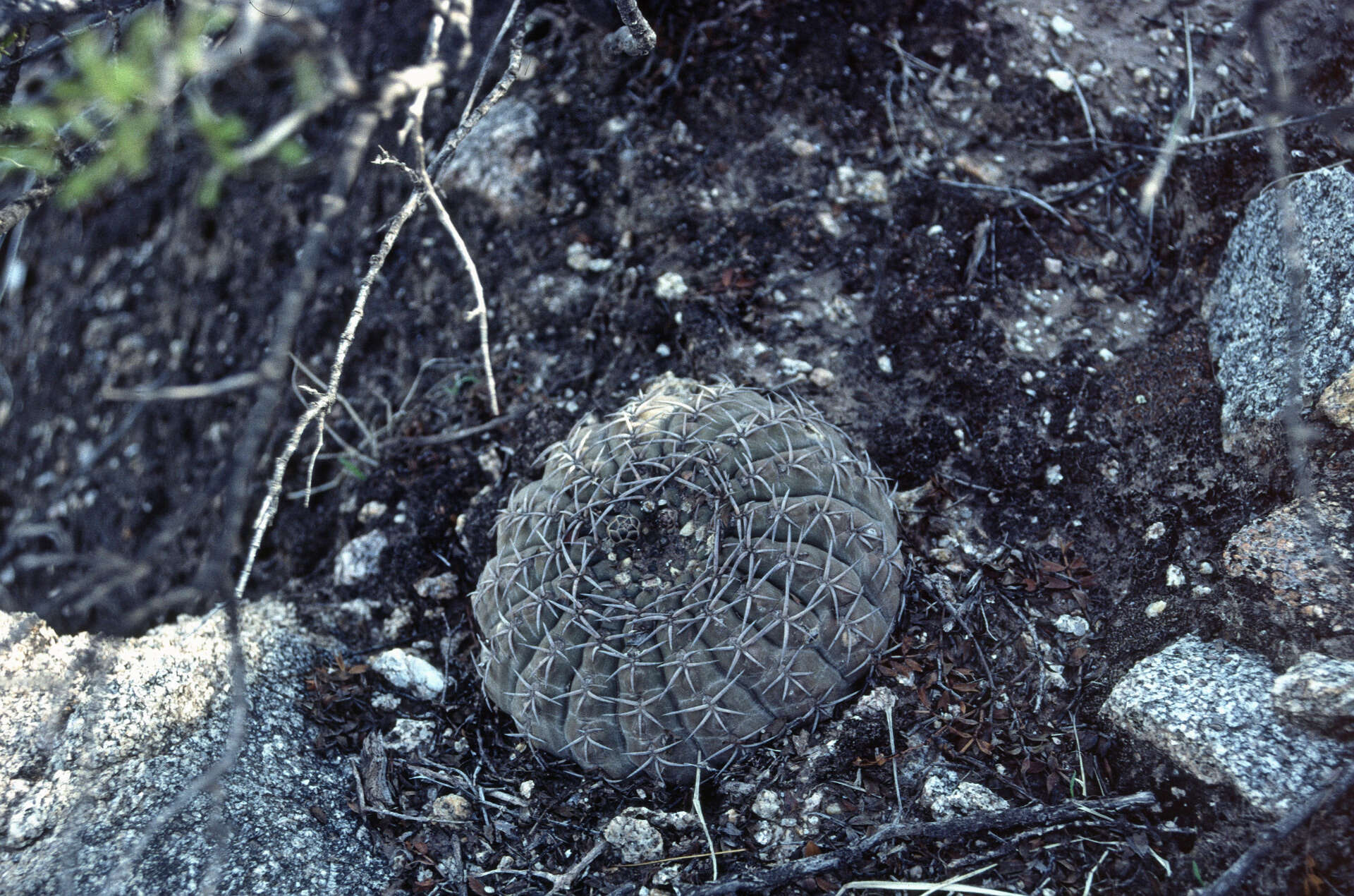 Image of Gymnocalycium bodenbenderianum A. Berger