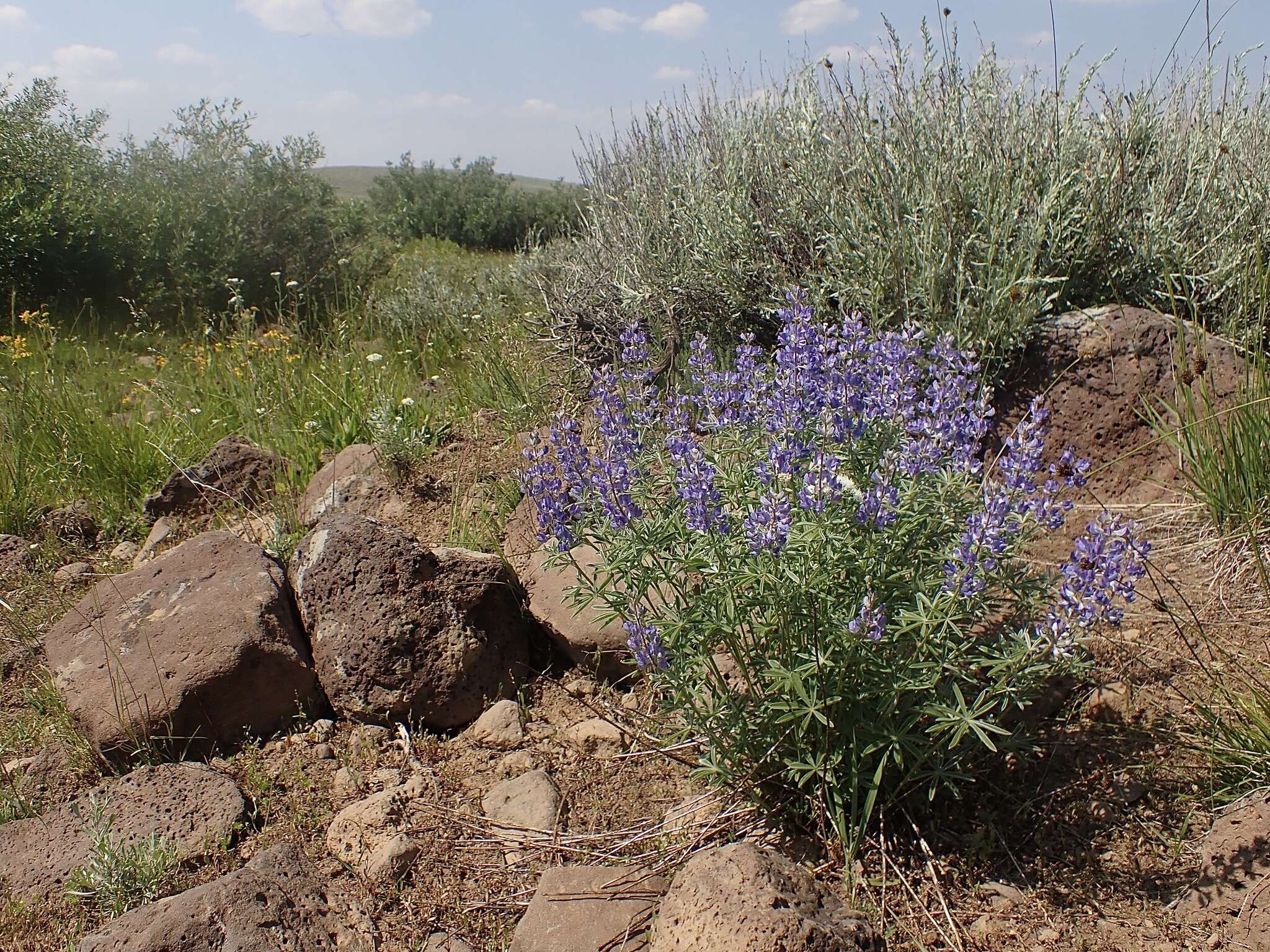 Image of tailcup lupine