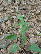 Image of wavyleaf aster