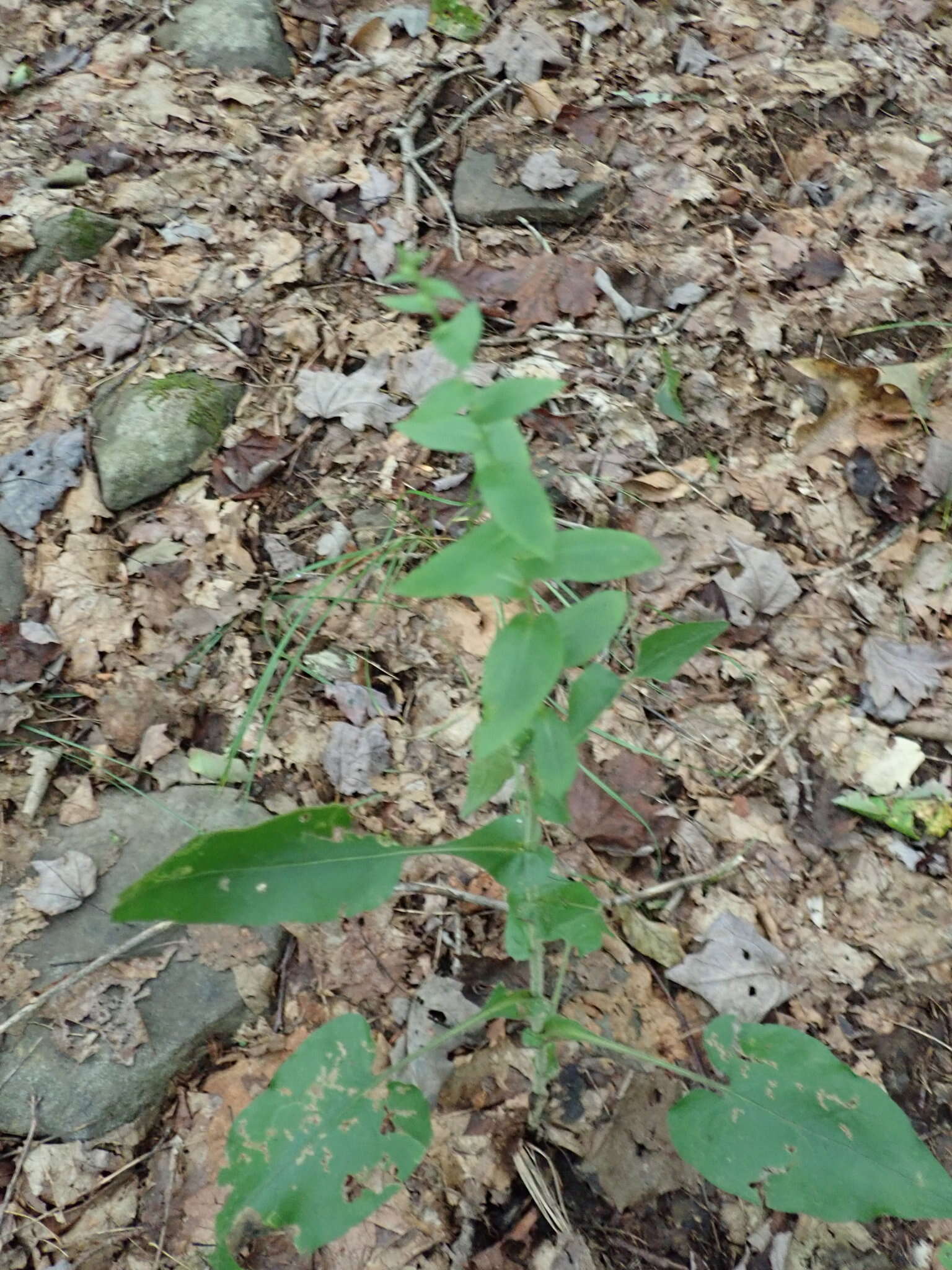 Image of wavyleaf aster