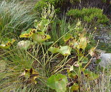 Image of Mount Cook buttercup