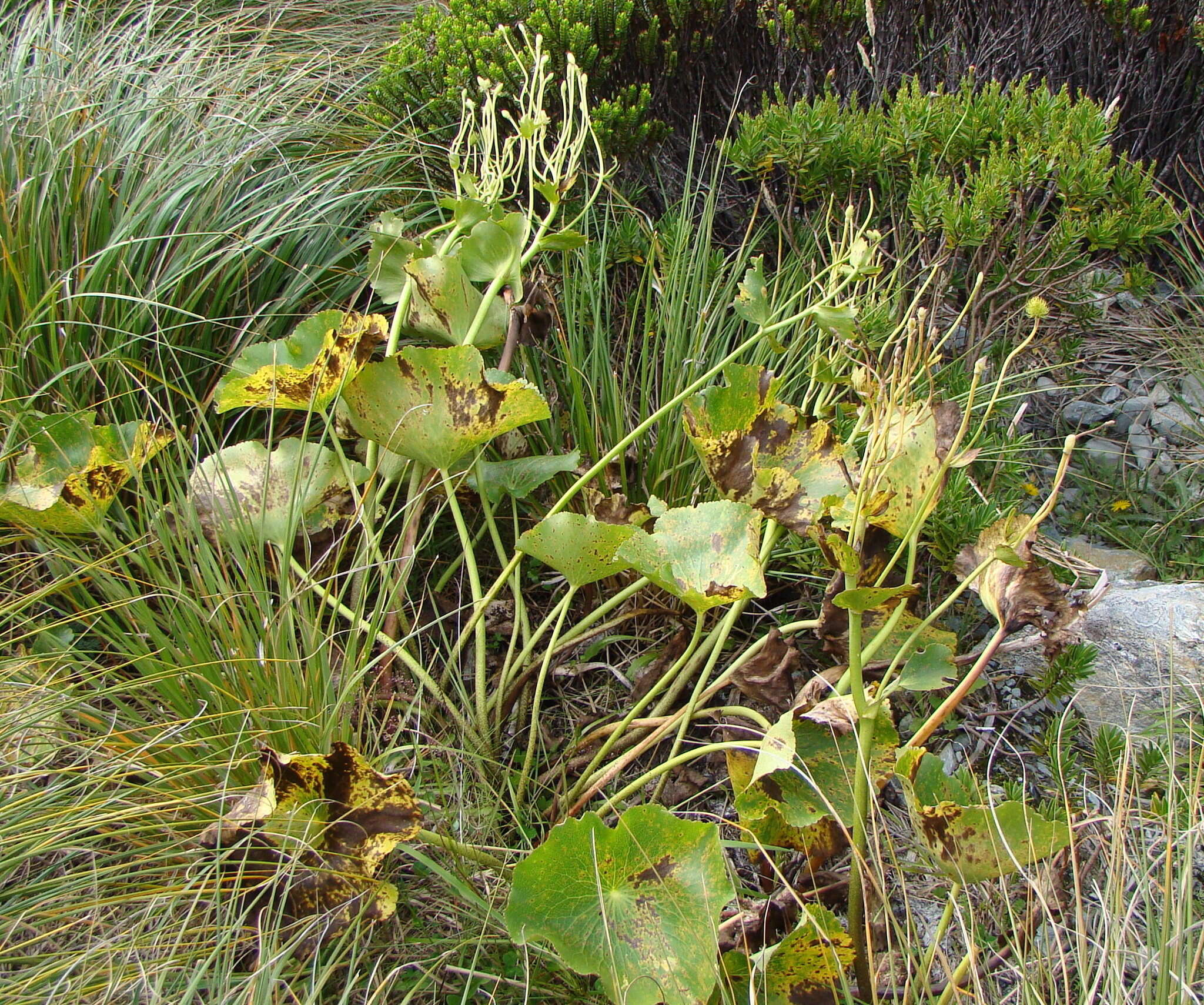 Image of Mount Cook buttercup