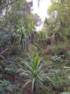 Image of Cordyline sellowiana Kunth