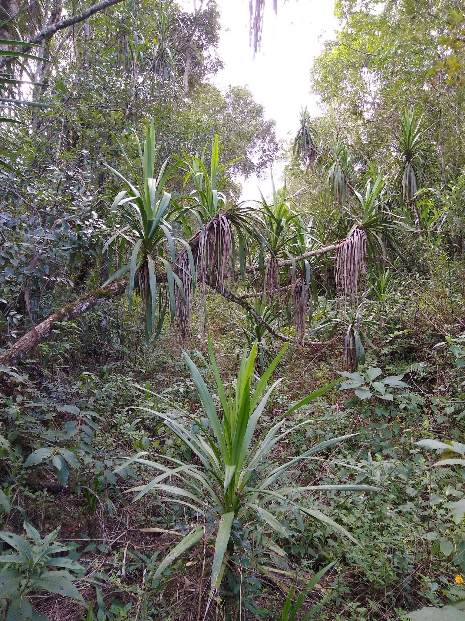 Image of Cordyline sellowiana Kunth