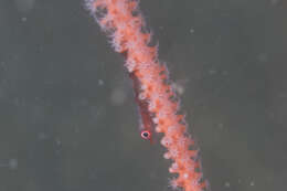 Image of Loki whipgoby