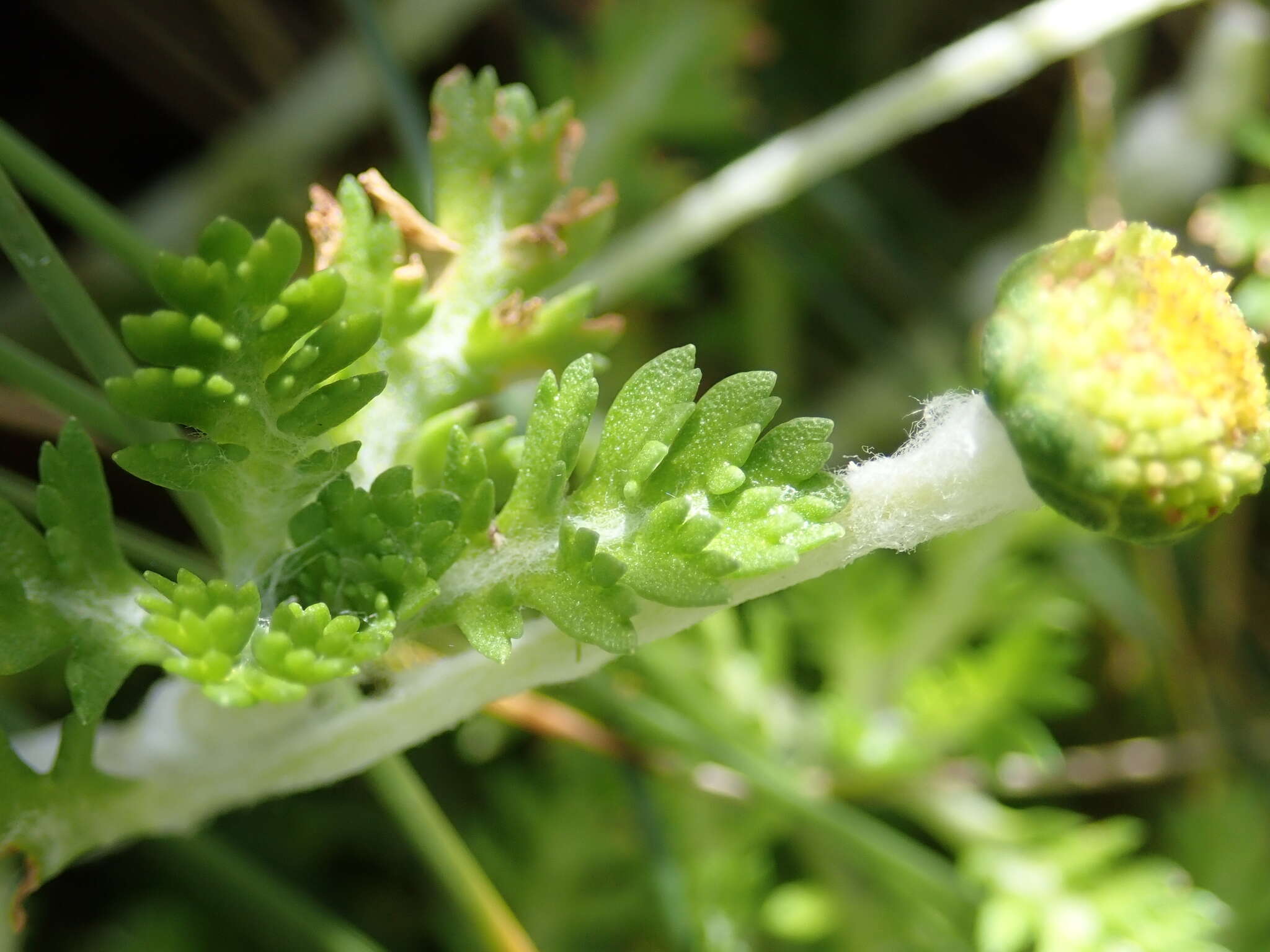 Image of Leptinella lanata Hook. fil.