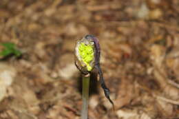 Arum elongatum Steven的圖片