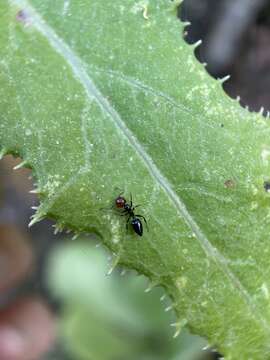 Image of Crematogaster alluaudi Emery 1893