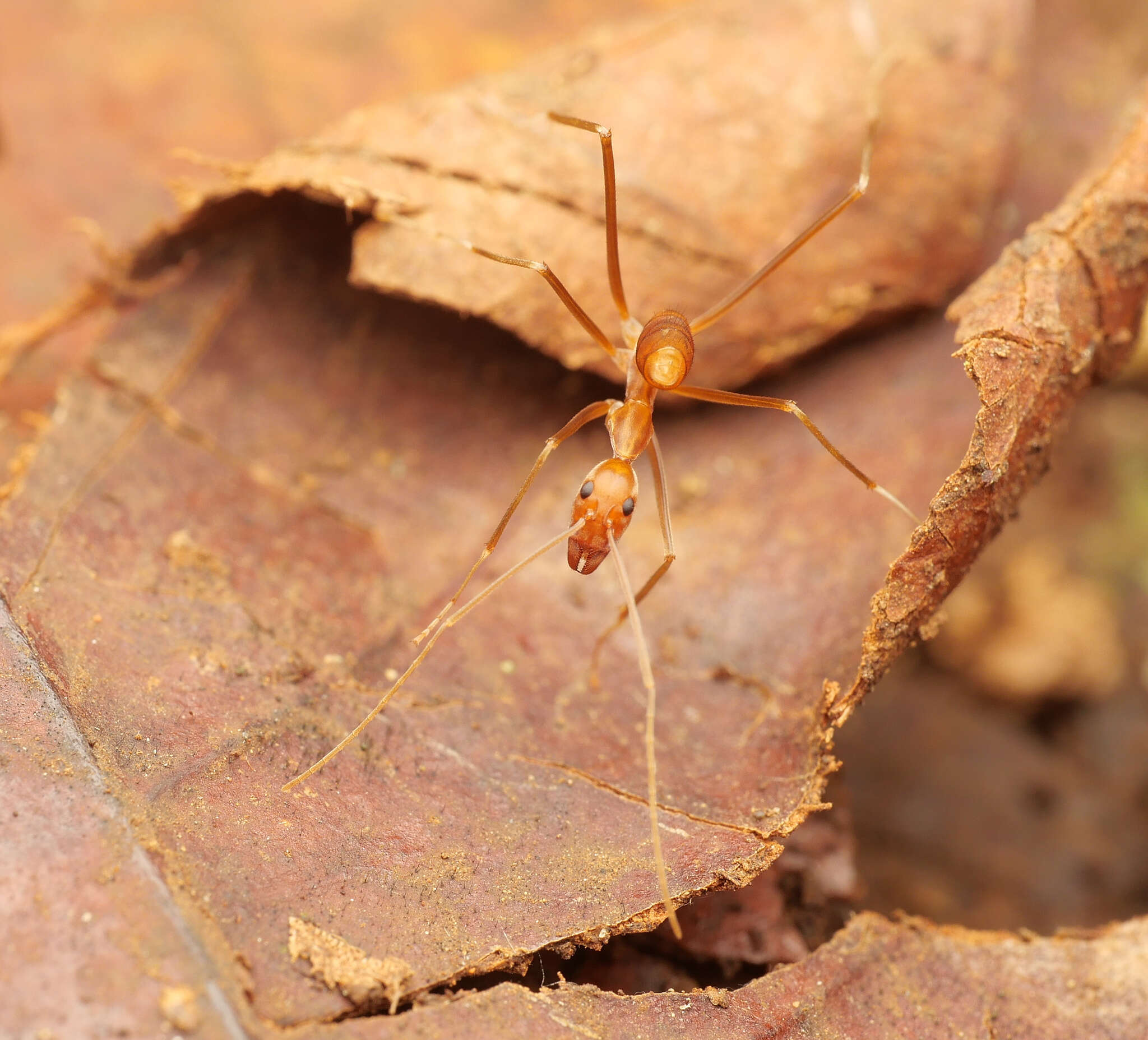 Image of Leptomyrmex puberulus Wheeler 1934