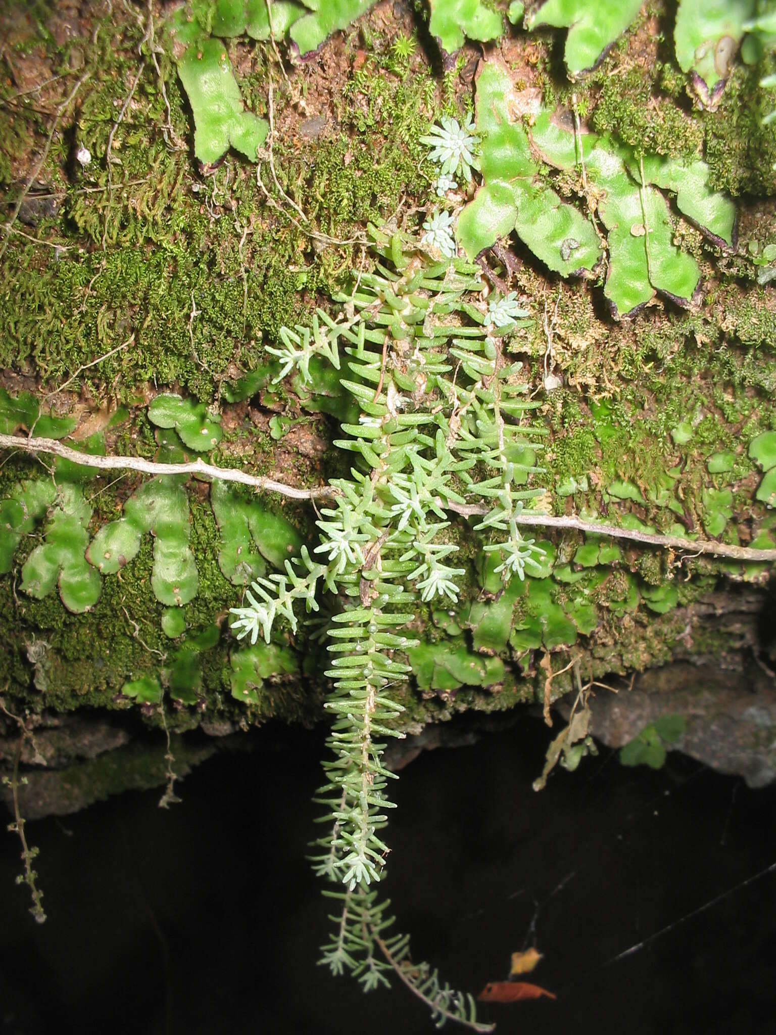 Image of Sedum alamosanum S. Wats.