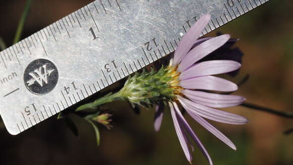 Imagem de Dieteria asteroides var. lagunensis (D. D. Keck) D. R. Morgan & R. L. Hartman