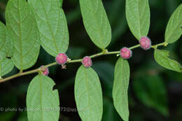 Image of Phyllanthus eriocarpus (Champ. ex Benth.) Müll. Arg.