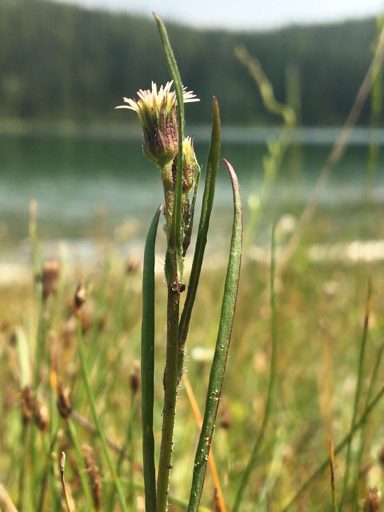 Image de Erigeron lonchophyllus Hook.