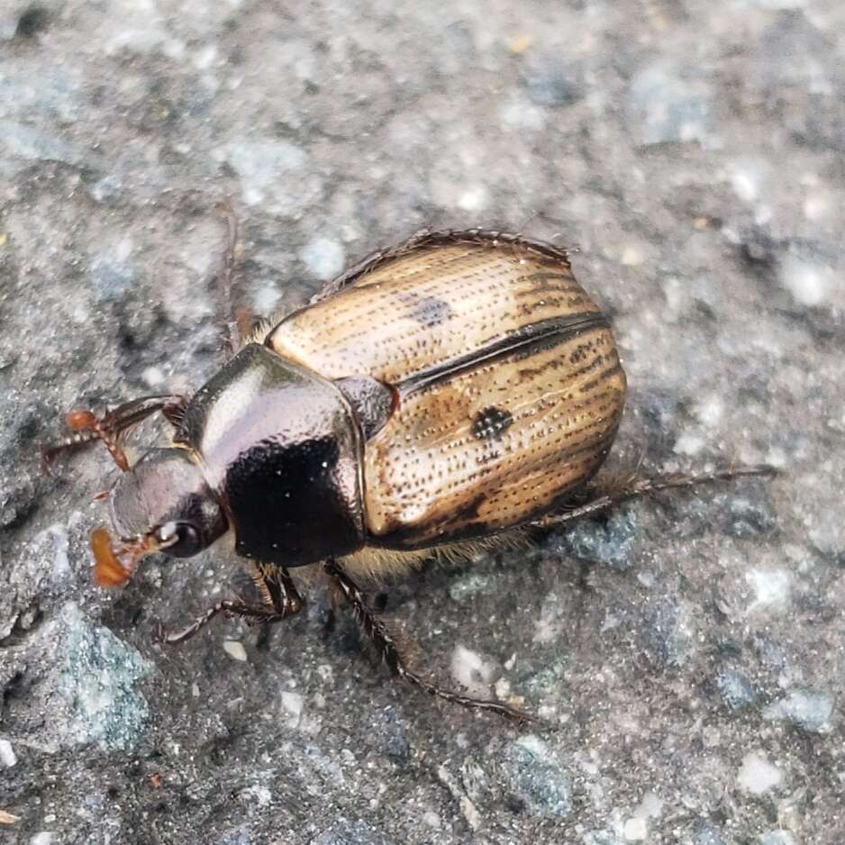 Image of Shining Leaf Chafer