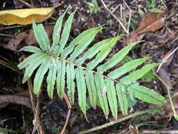 Image of Menisciopsis cyatheoides (Kaulf.) S. E. Fawc. & A. R. Sm.