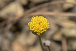 Image of Anthemis rhodensis subsp. rhodensis