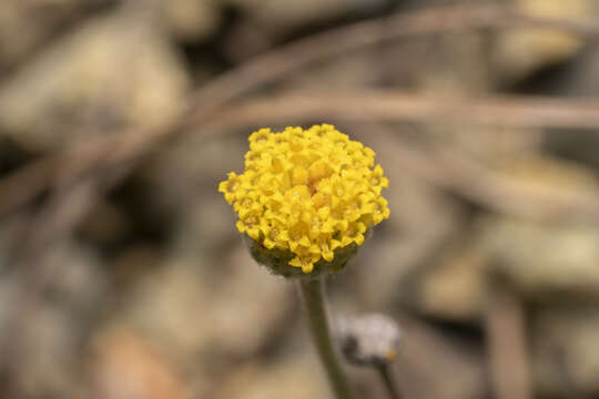 Image of Anthemis rhodensis subsp. rhodensis