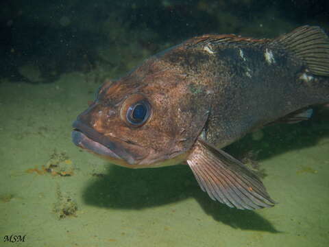 Image of Blackbelly rosefish