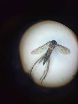 صورة Orthopodomyia signifera (Coquillett 1896)