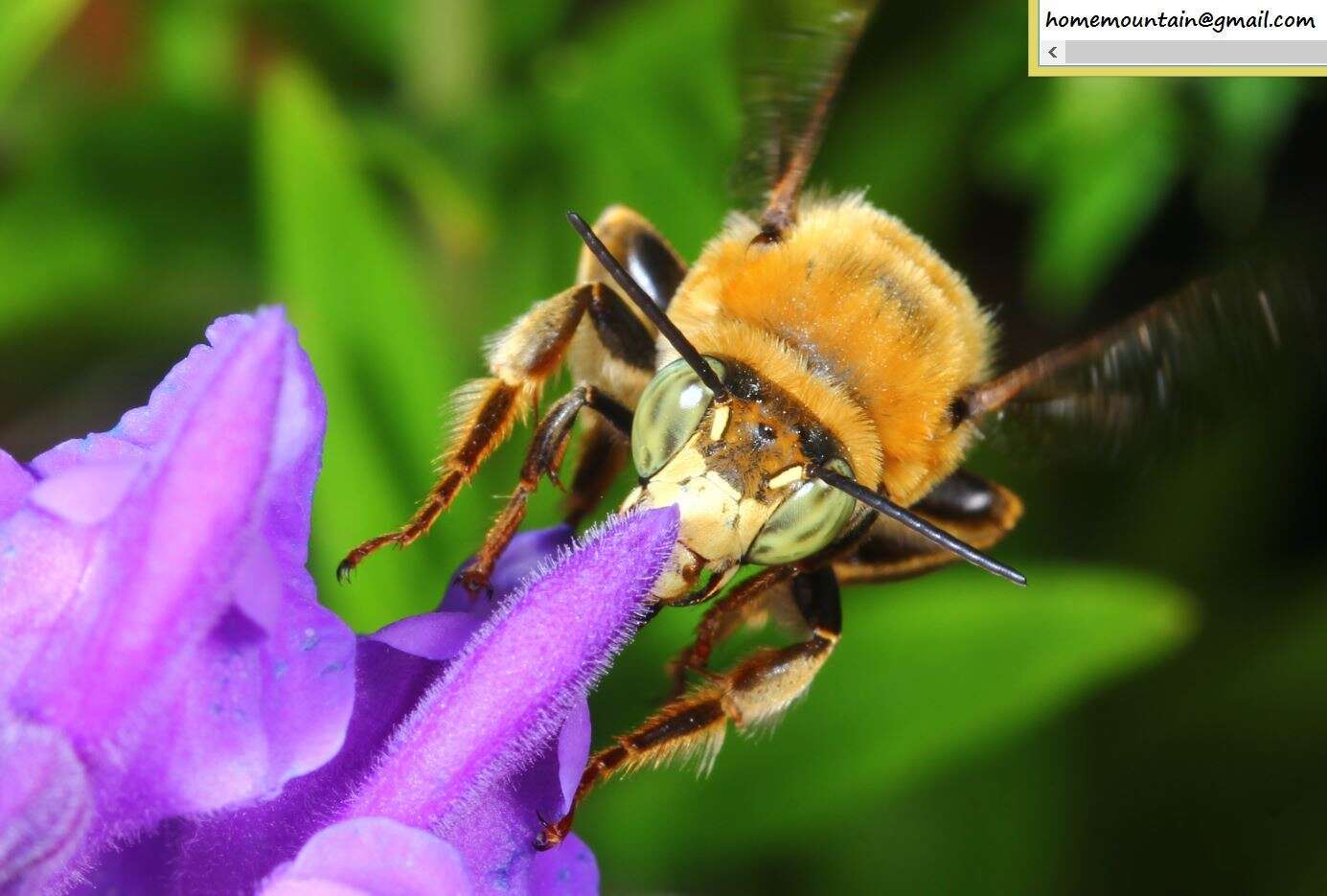 Image de Anthophora deserticola Morawitz 1873