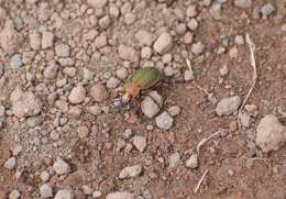 Carabus (Diocarabus) truncaticollis Eschscholtz 1833 resmi