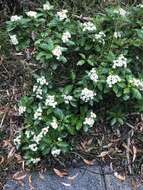 Image of Sticky daisy bush