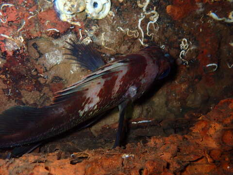 Image of Quillback rockfish