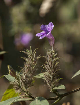 Strobilanthes integrifolius (Dalz.) Kuntze resmi