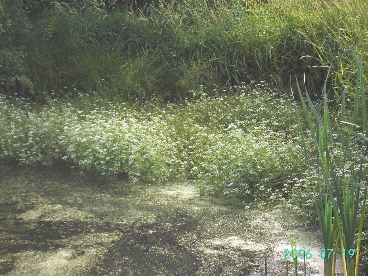 Image of Fine-leaved Water-dropwort