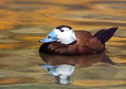 Image of White-headed Duck