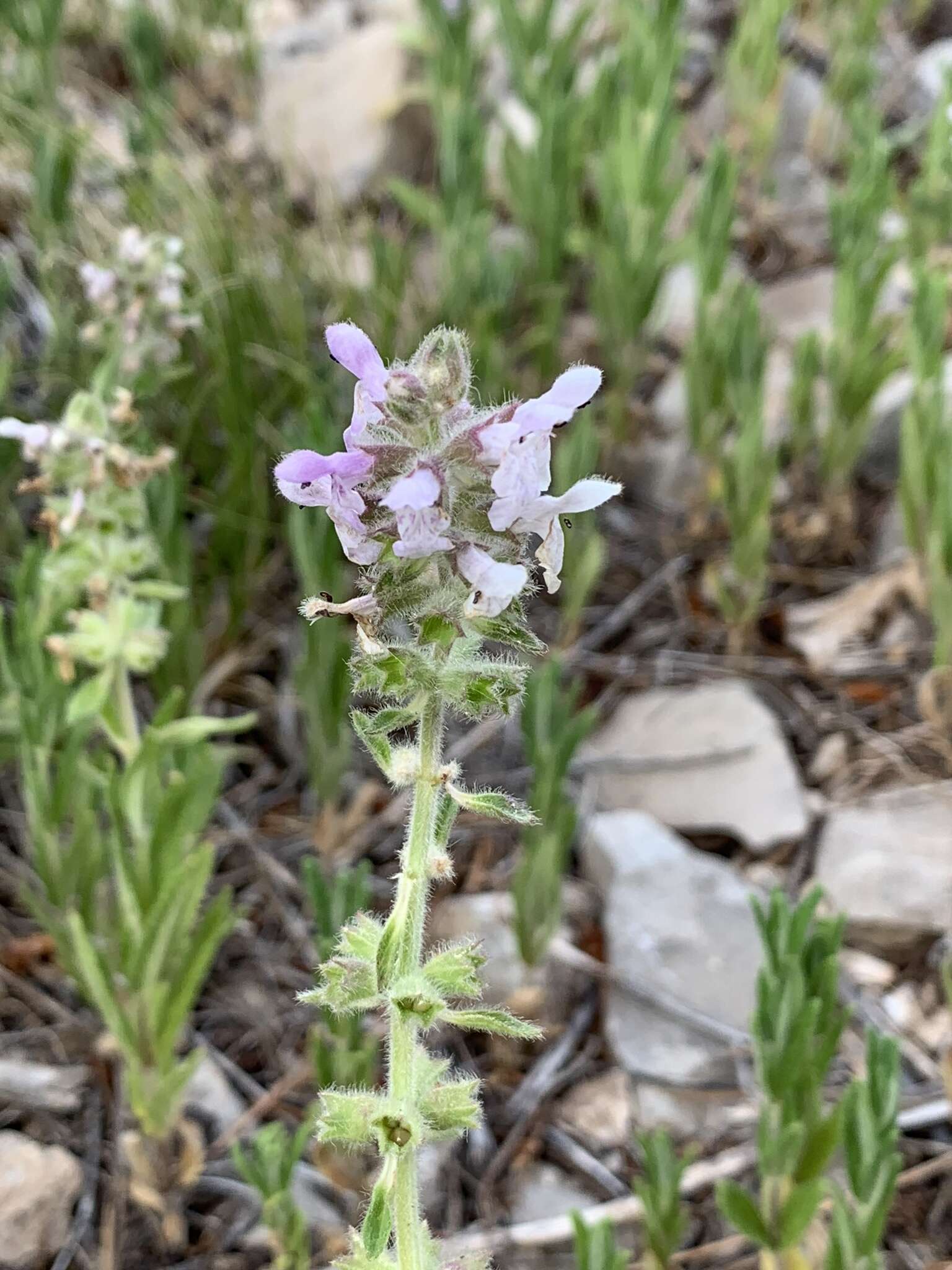 Image de Stachys pilosa var. pilosa